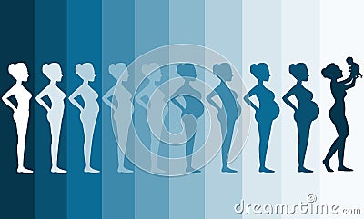 Changes in a woman's body in pregnancy,Silhouette pregnancy stages, Vector illustrations Stock Photo
