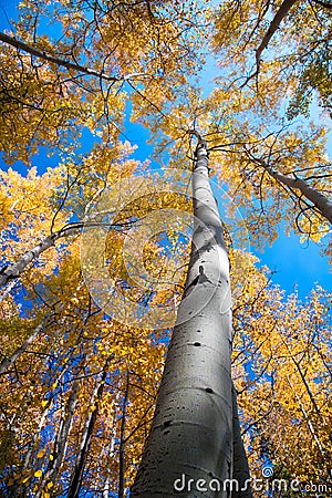 Changing aspens Stock Photo