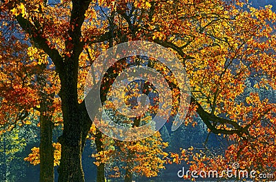 Changing Leaves of Autumn, Yosemite, California Stock Photo