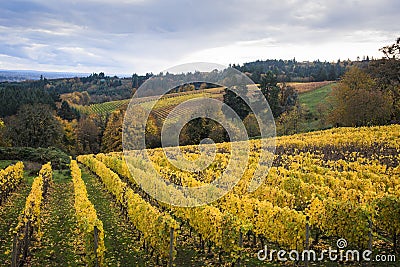 Autumn vineyards, Willamette Valley, Oregon Stock Photo