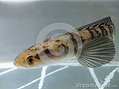 Channa Maru yellow Sentarum - Indonesia Endemics Snakehead Predator Fish Stock Photo