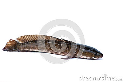 Channa striata fish Stock Photo