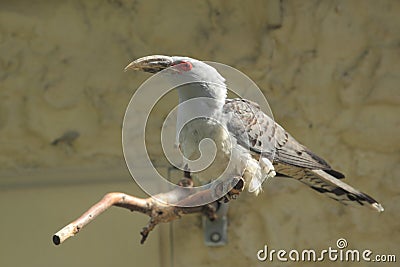 Channel-billed cuckoo Stock Photo