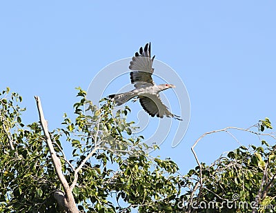 Channel-billed cuckoo flying Stock Photo