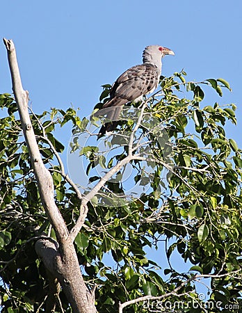 Channel-billed cuckoo resting Stock Photo