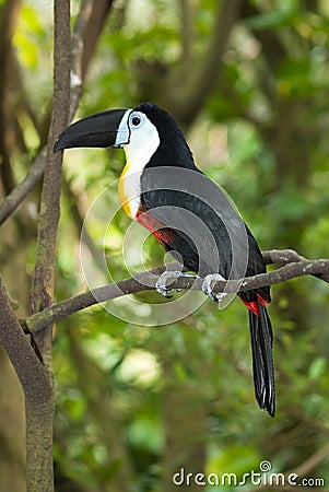 Channel-billed Toucan Stock Photo