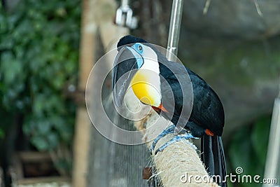 The channel-billed toucan close up Ramphastos vitellinus close up on a branch in south america Stock Photo