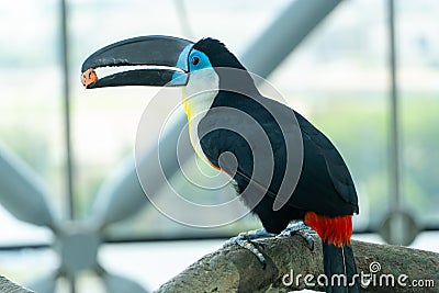 The channel-billed toucan close up Ramphastos vitellinus close up eating fruit Stock Photo