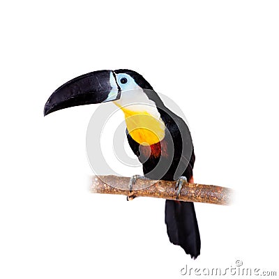 Channel-billed toucan isolated on white Stock Photo