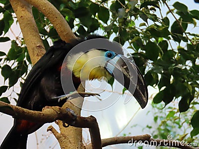 Channel-billed toucan Ramphastos vitellinus, der Dottertukan or Le Toucan ariel - The Zoo ZÃ¼rich Zuerich or Zurich, Schweiz Stock Photo