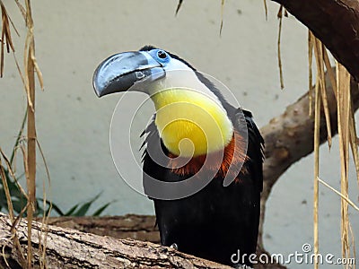 Channel-billed toucan Ramphastos vitellinus, der Dottertukan or Le Toucan ariel - The Zoo ZÃ¼rich Zuerich or Zurich, Schweiz Editorial Stock Photo