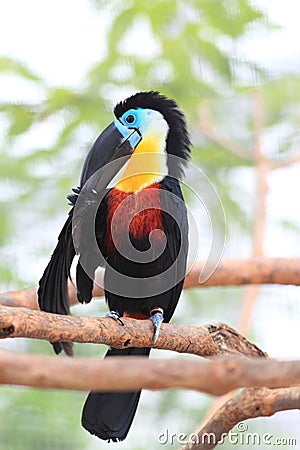 Channel-billed Toucan Stock Photo