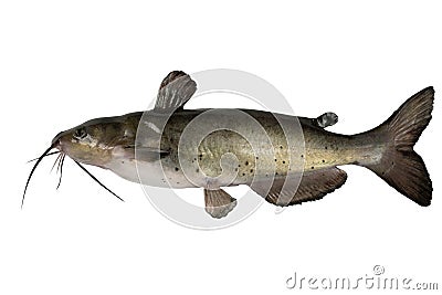 Channel catfish Stock Photo