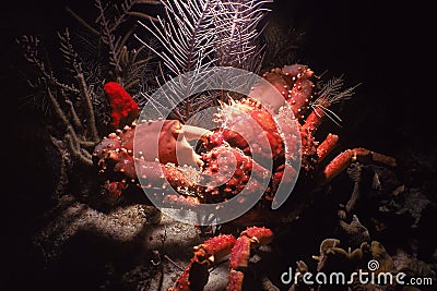 clinging roatan honduras