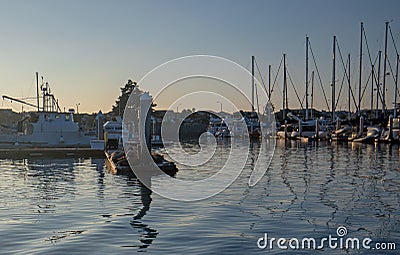 Channel Islands harbor at afternoon sunset with sea lions on dock at Port Hueneme California USA Editorial Stock Photo