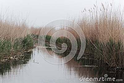 Channel at the southern margin of the lake Neusiedler See Stock Photo