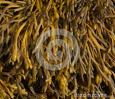 Channel Wrack Seaweed Stock Photo
