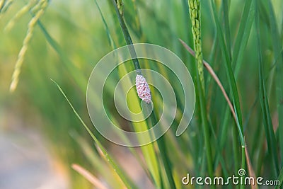 Channeled applesnail egg on rice green plant. Pink snail eggs cluster of Golden applesnail. Stock Photo
