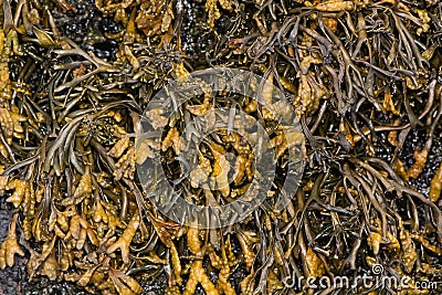 Channeled wrack Pelvetia canaliculata seaweed covering rock Stock Photo