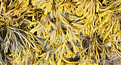 Channelled wrack Stock Photo