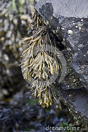 Channelled Wrack Seaweed Stock Photo