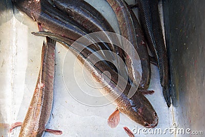 Channidae or Snake head fish Scientific Name: Channa striata i Stock Photo