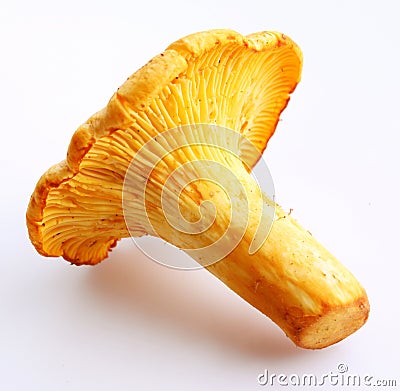 Chanterelle Stock Photo