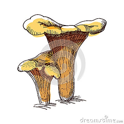 Chanterelle Color Sketch Vector Illustration