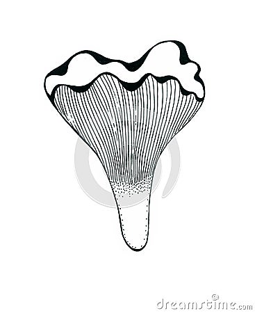 Chanterelle mushroom black outline isolated on white background. Stock Photo