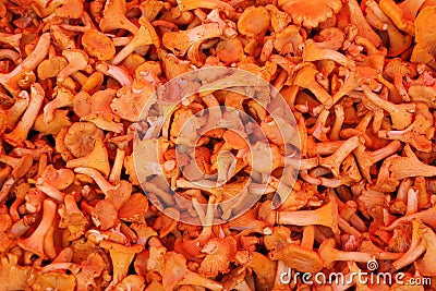 Chanterelle mushrooms Stock Photo