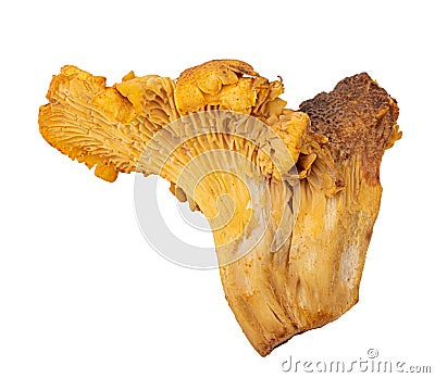 Chanterelle mushrooms isolated on white background Stock Photo