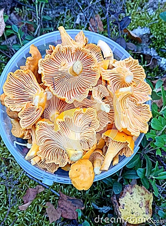 chanterelle mushrooms picking in the forest top view summer time Stock Photo