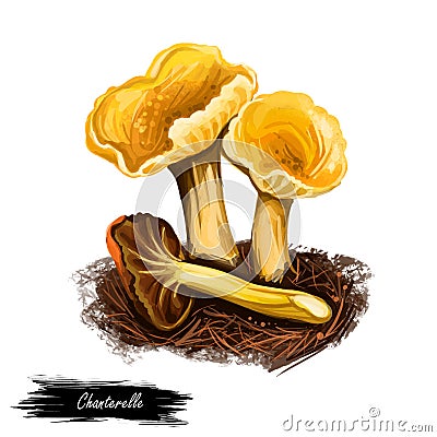 Chanterelle wild edible mushroom, Cantharellus, Craterellus, Gomphus, and Polyozellus. Digital art illustration, natural food, Cartoon Illustration