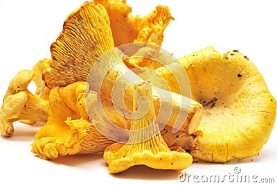 Chanterelles Stock Photo