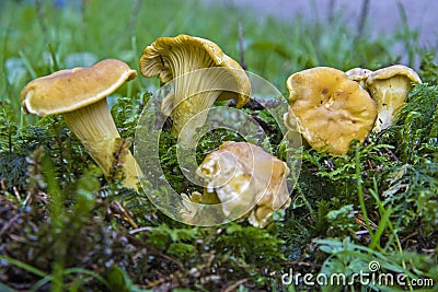 Chanterelles on a forest clearing Stock Photo