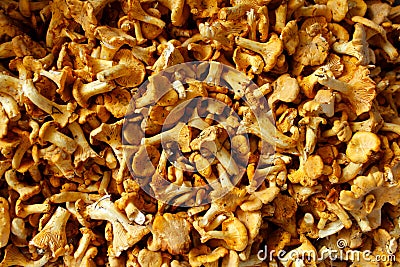 Chanterelles. Forest mushrooms as a background Stock Photo