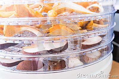 Chanterelles and porcini mushrooms in the dehydrator Stock Photo