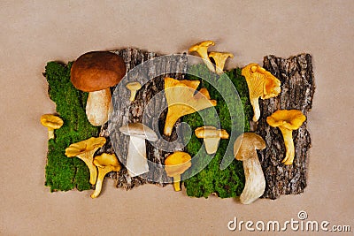 Chanterelles and white mushroom boletus flatlay. Tree bark and moss on craft beige background Stock Photo