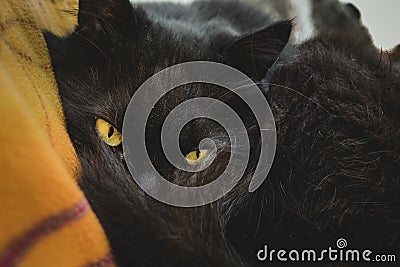 Chantilly-Tiffany cat tomcat before sleep looking through his tail to camera. Black Chantilly cat with nice yellow - green eyes Stock Photo