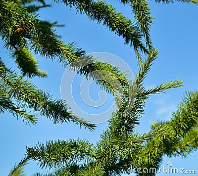 Chaotic green pine branches against a clear blue sky Stock Photo