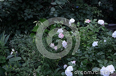 Chaotically growing roses. Stock Photo