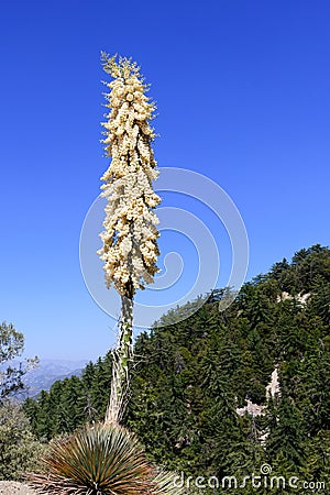 Chaparral Yucca Hesperoyucca whipplei blooming in the mountains, Angeles National Forest; Los Angeles county, California Stock Photo