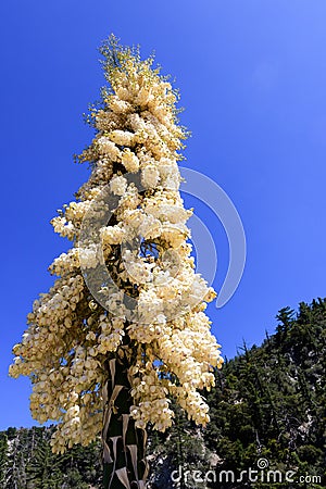 Chaparral Yucca Hesperoyucca whipplei blooming in the mountains, Angeles National Forest; Los Angeles county, California Stock Photo