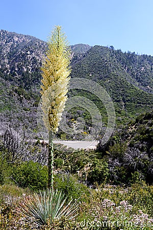 Chaparral Yucca Hesperoyucca whipplei blooming in the mountains, Angeles National Forest; Los Angeles county, California Stock Photo