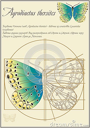 Chapman copper-butterfly lat. Agrodiaetus thersites. A series of vector illustrations imitating old sheets from a book about but Vector Illustration