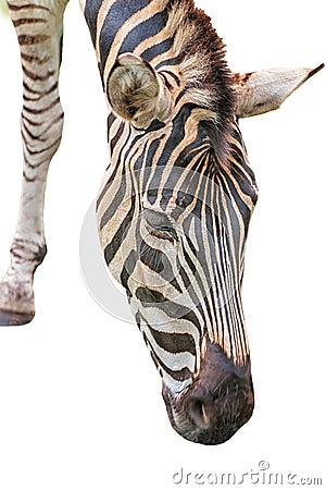 Chapman`s zebra, Equus quagga chapmani, plains zebra with pattern of black and white stripes. Portrait Vertical Close up Isolated Stock Photo