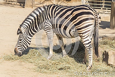 Chapman Zebra eating grass, Equus Burchelli Chapmani Stock Photo
