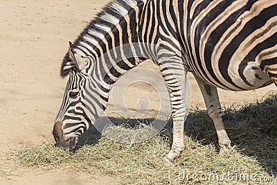 Chapman Zebra eating grass, Equus Burchelli Chapmani Stock Photo