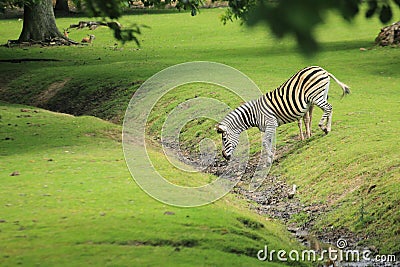 Chapman zebra Stock Photo