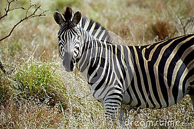 Chapman-zebra, Kruger National Park, South African Republic Stock Photo